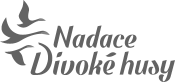 divoke-husy